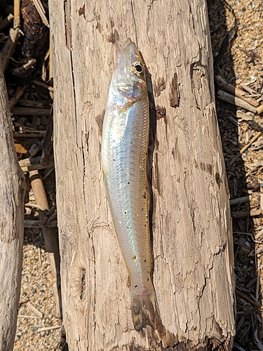 キスの釣果