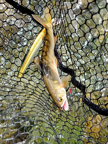 アユの釣果