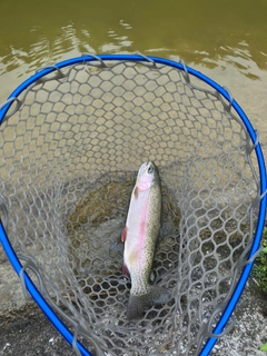 ニジマスの釣果