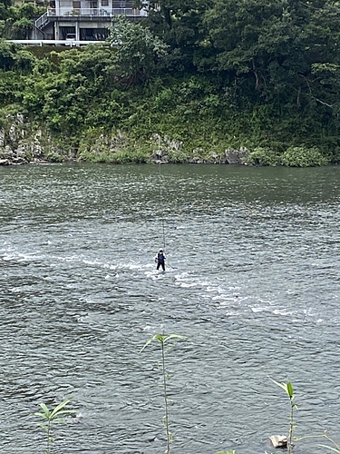 アユの釣果