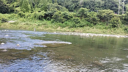 アユの釣果