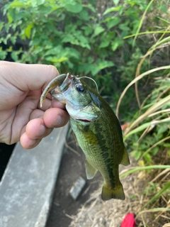 ラージマウスバスの釣果