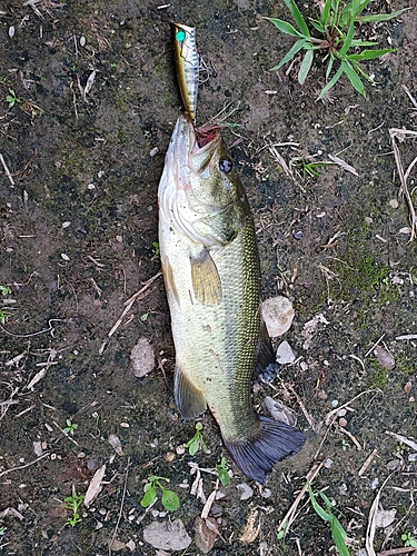 ブラックバスの釣果