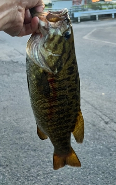 スモールマウスバスの釣果