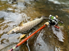 アメマスの釣果