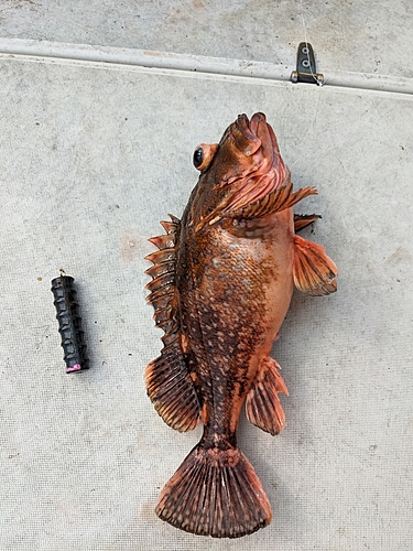 ウッカリカサゴの釣果