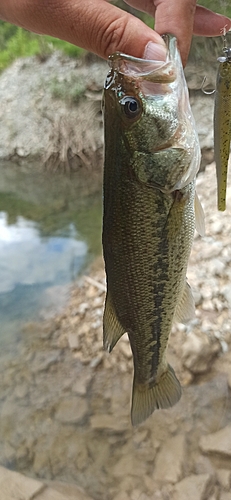 ラージマウスバスの釣果