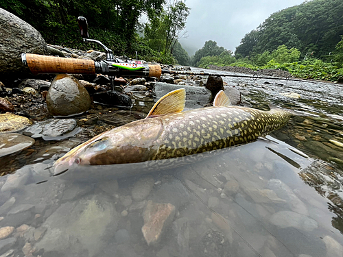 アメマスの釣果