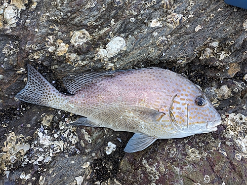 コロダイの釣果