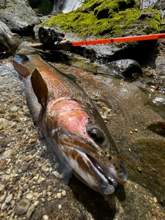 ニジマスの釣果