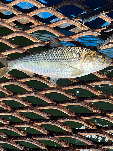 コノシロの釣果