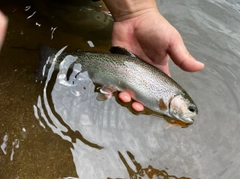 ニジマスの釣果