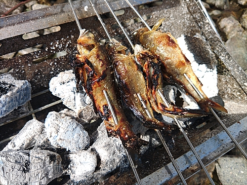 アユの釣果