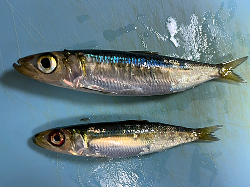 マイワシの釣果