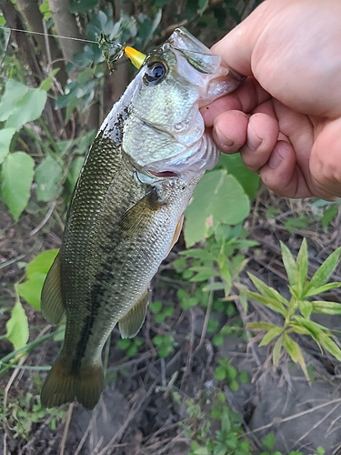 ブラックバスの釣果