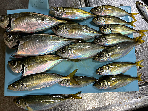 アジの釣果