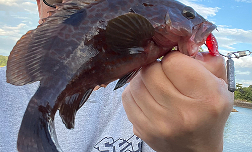 アコウの釣果