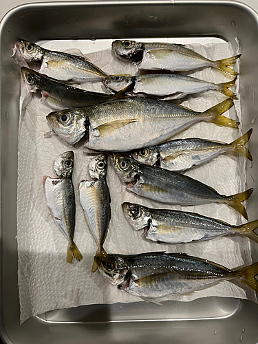 アジの釣果