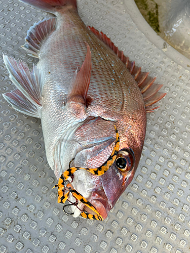 タイの釣果