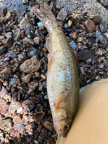 アブラハヤの釣果