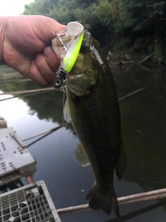 ラージマウスバスの釣果