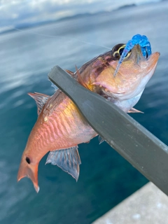 キンギョの釣果