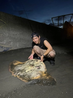 エイの釣果