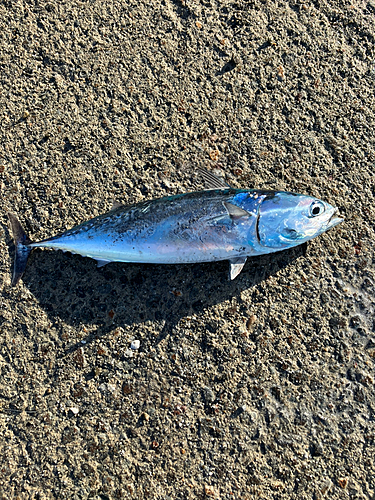 ソウダガツオの釣果