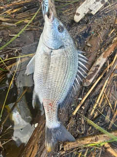 キビレの釣果