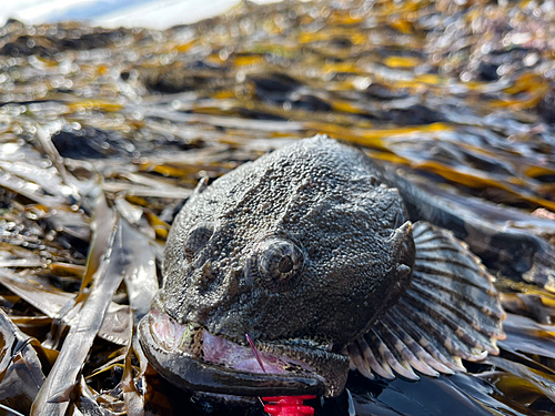 マカジカの釣果