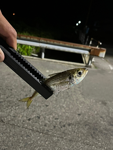 マアジの釣果