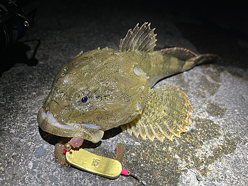 マカジカの釣果