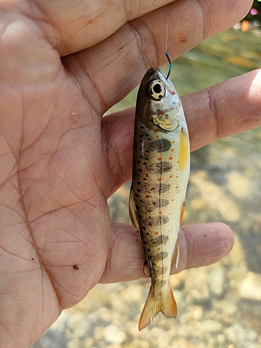 アマゴの釣果