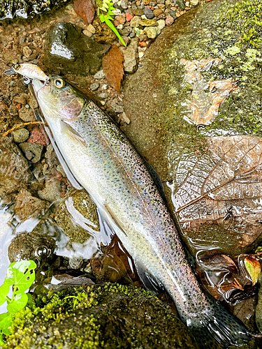 ニジマスの釣果