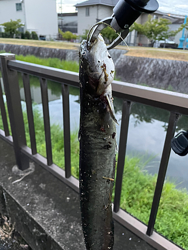 ナマズの釣果