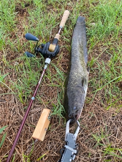 ナマズの釣果