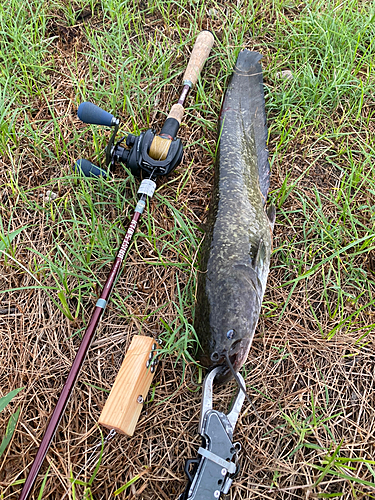 ナマズの釣果