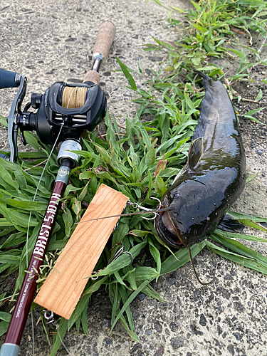 ナマズの釣果