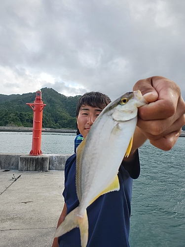 ショゴの釣果