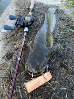 ナマズの釣果