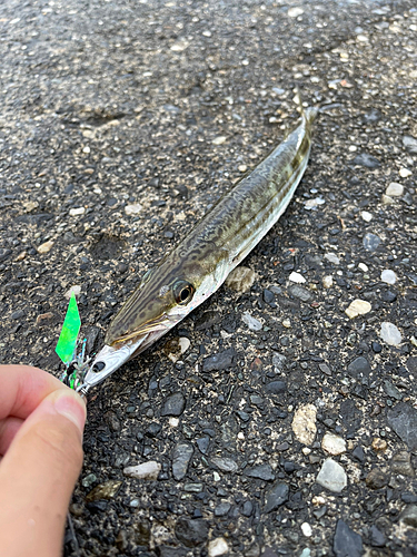 カマスの釣果