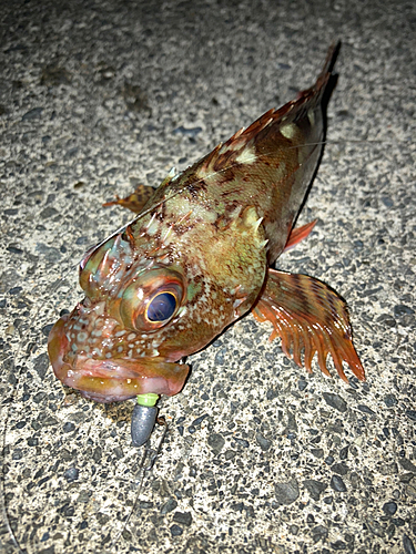 カサゴの釣果