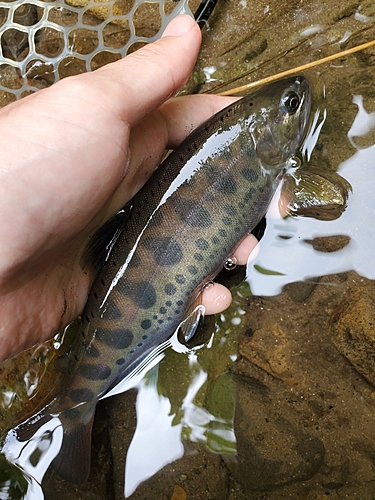 ヤマメの釣果