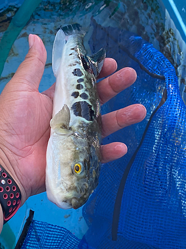 トラフグの釣果