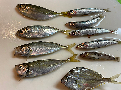 アジの釣果