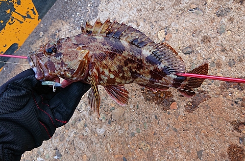 カサゴの釣果