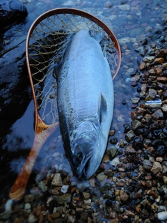 サクラマスの釣果