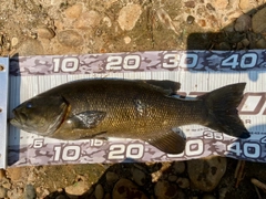 スモールマウスバスの釣果