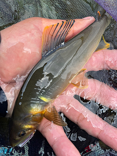 アユの釣果