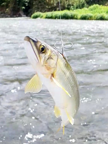 アユの釣果